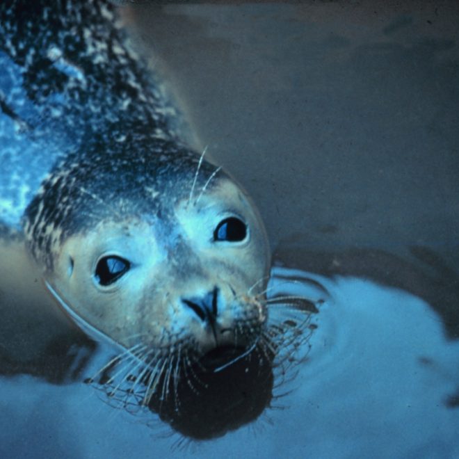 Photo courtesy NOAA.