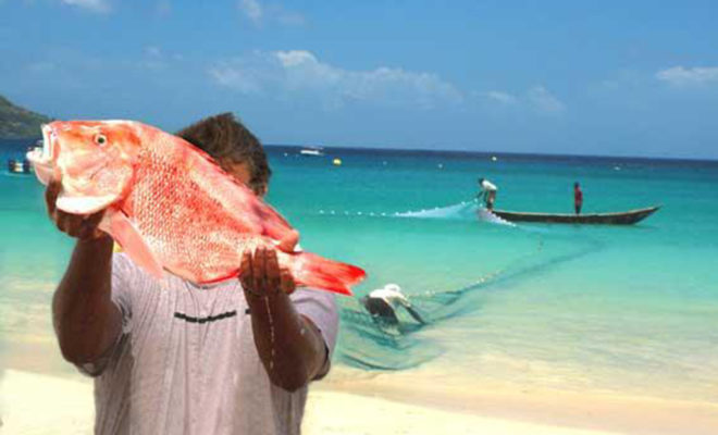 Man displays red snapper caught in his large seine net on a tropical island in the Caribbean