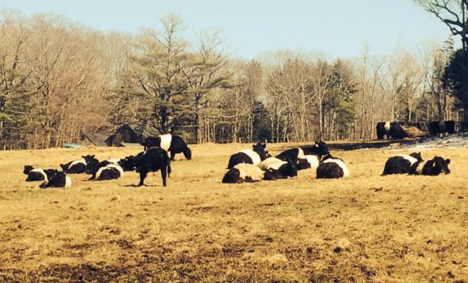 Even Belted Galloways need to enjoy some rare spring sunshine in Rockport.