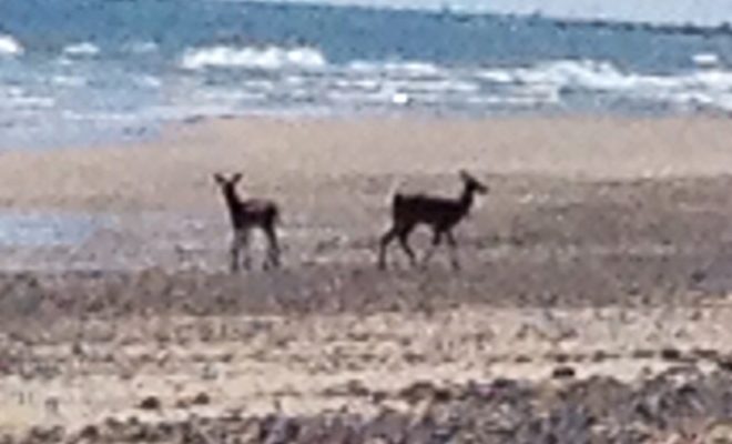 Wild life on beach!!