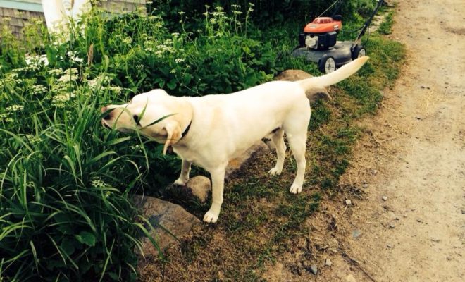 A local flower inspector.