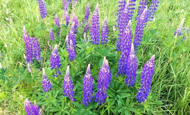 June is Lupine time in Maine. These beauties blanket many of the outer islands.