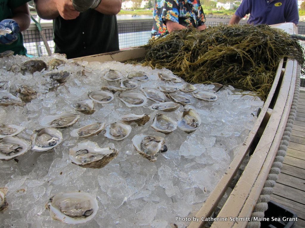 Oysters at the annual Pemaquid Oyster Festival, held on the last sunday in September.