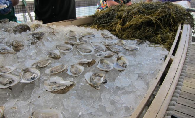 Oysters at the annual Pemaquid Oyster Festival, held on the last sunday in September.