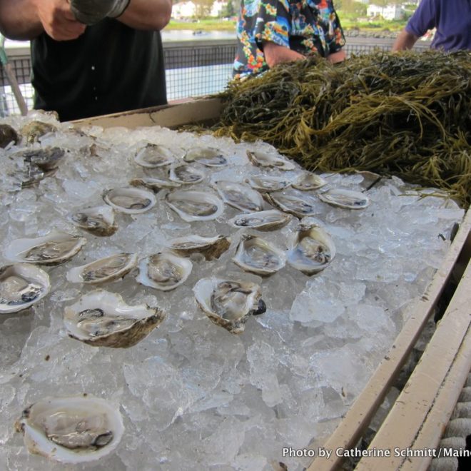 Oysters at the annual Pemaquid Oyster Festival, held on the last sunday in September.