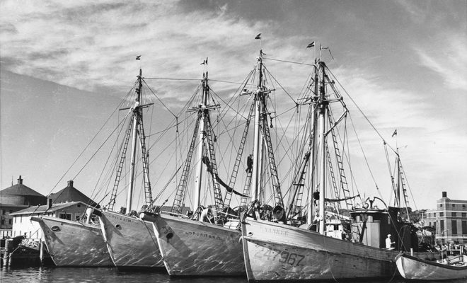 COLUMBIA,PILGRIM, PURITAN, and YANKEE, Eastern Rig draggers/seiners owned by Capt. Ben Pine.