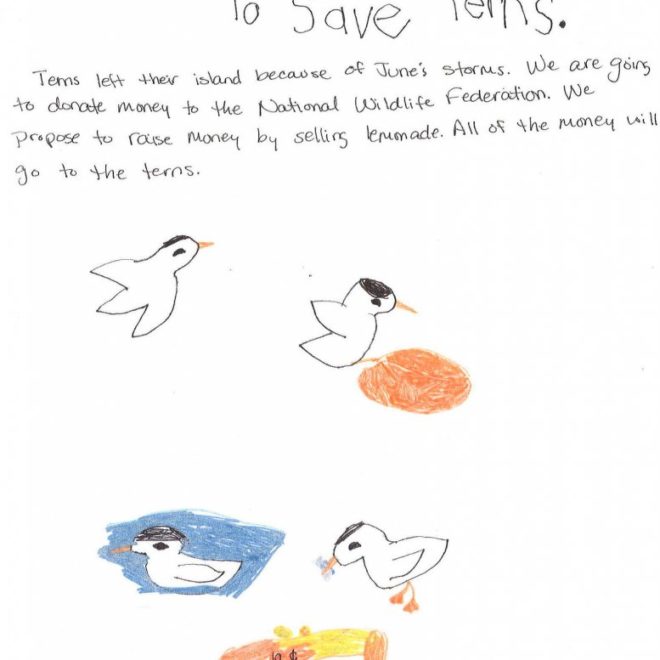Lemonade for terns