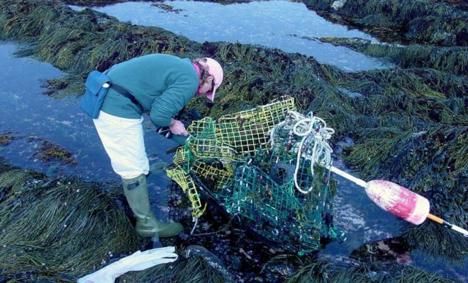 Sometimes there are invasive non-living things in tide pools.