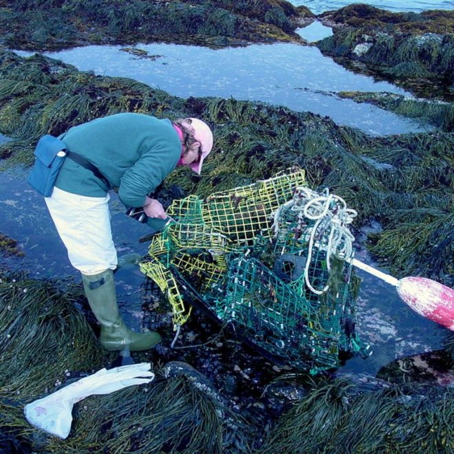 Sometimes there are invasive non-living things in tide pools.