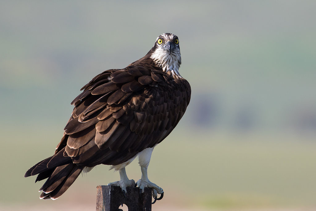 Osprey
