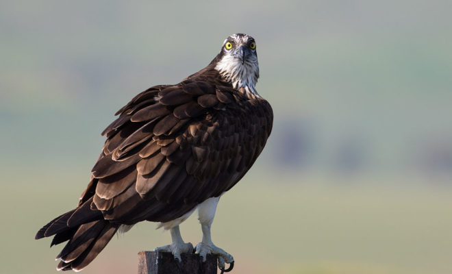 Osprey