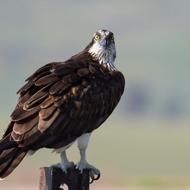 Osprey