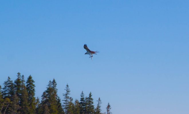 An Osprey startled us all by crashing into the schooners wake. He left with an wiggling mackerel.