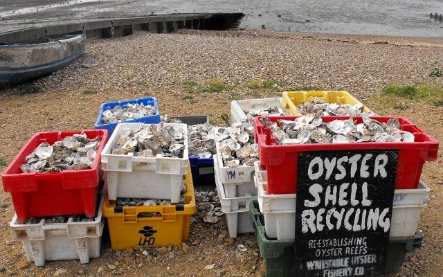 Oyster shell recycling