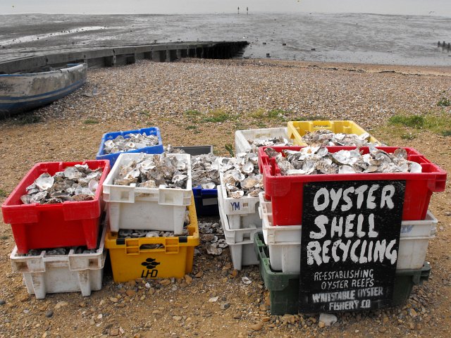 Oyster shell recycling