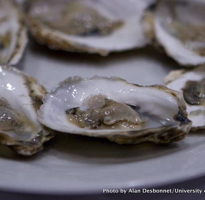 A plate of oysters at the Baird Symposium on Sustainable Seafood.