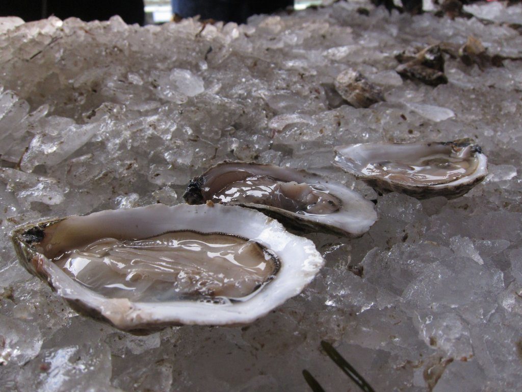 The Pemaquid Oyster Company pulled nearly 17,000 oysters from the Damariscotta River for the festival
