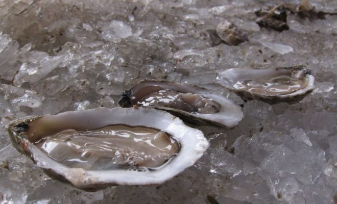 The Pemaquid Oyster Company pulled nearly 17,000 oysters from the Damariscotta River for the festival