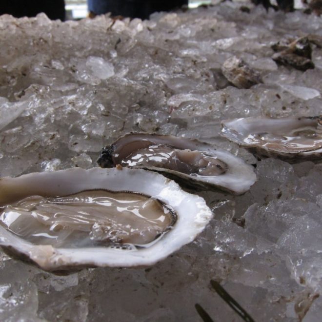 The Pemaquid Oyster Company pulled nearly 17,000 oysters from the Damariscotta River for the festival