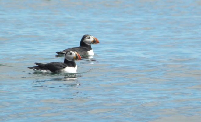 Atlantic puffins. Image by Ray Wirth at TouringKayaks.com