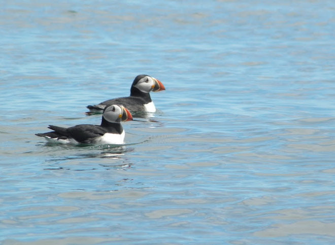 Atlantic puffins. Image by Ray Wirth at TouringKayaks.com