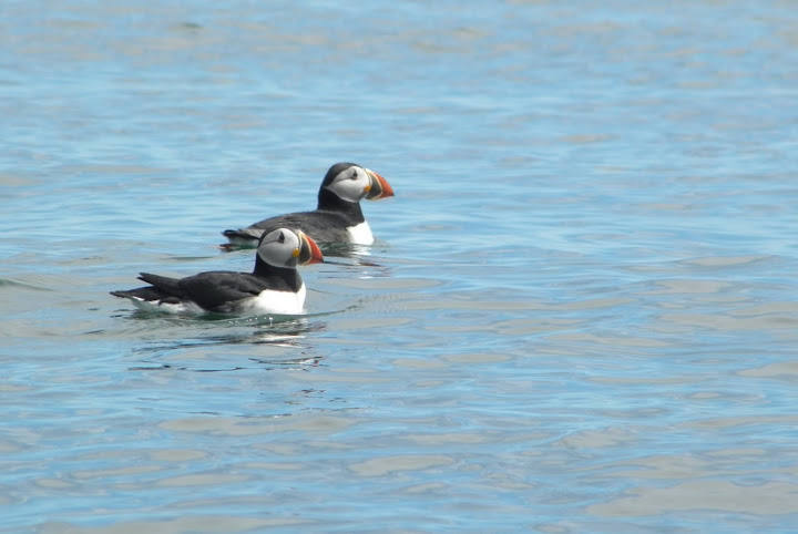Atlantic puffins. Image by Ray Wirth at TouringKayaks.com