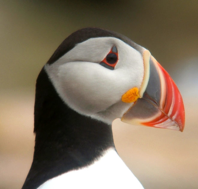 Atlantic puffin