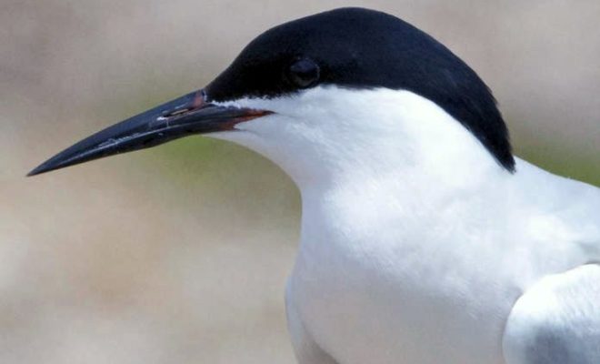 Federally endangered Roseate Tern. Photo courtesy Kirk Rogers/U.S. Fish & Wildlife Service