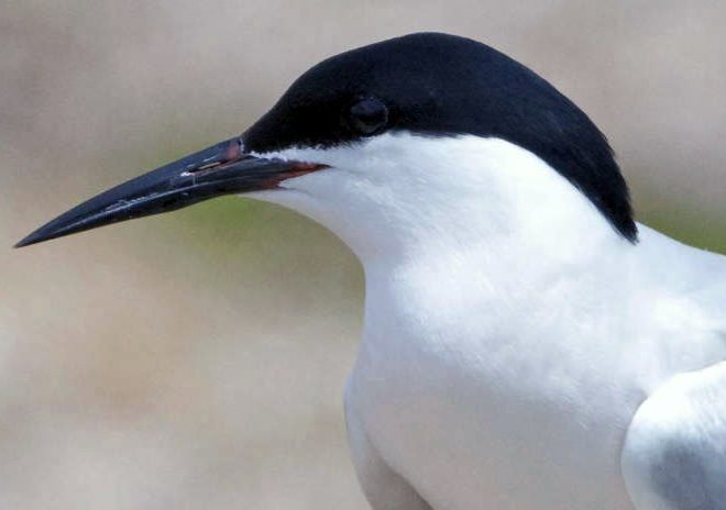 Federally endangered Roseate Tern. Photo courtesy Kirk Rogers/U.S. Fish & Wildlife Service