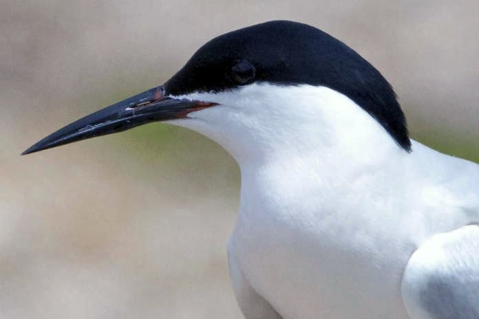 Federally endangered Roseate Tern. Photo courtesy Kirk Rogers/U.S. Fish & Wildlife Service