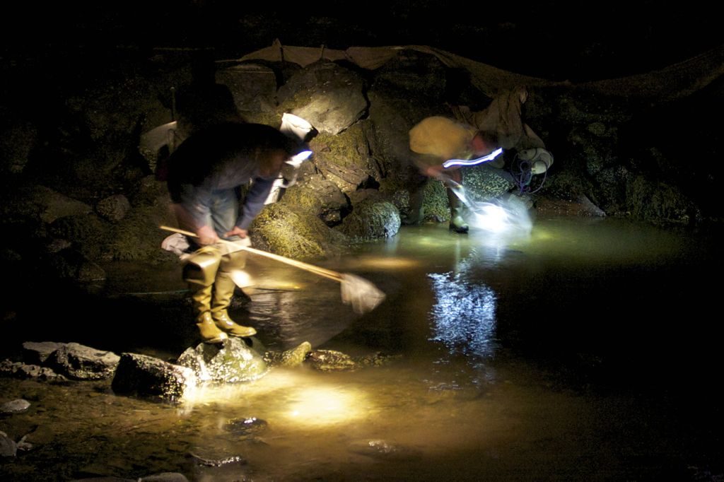 Scanning the bottom under headlamps, the dip netters watch closely. In the darkness, it's mesmerizing to watch the elver netters