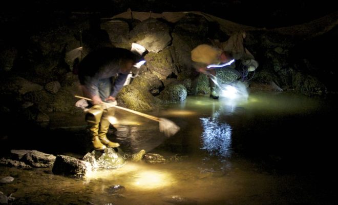 Scanning the bottom under headlamps, the dip netters watch closely. In the darkness, it's mesmerizing to watch the elver netters Scanning the bottom under headlamps, the dip netters watch closely. In the darkness, it's mesmerizing to watch the elver netters