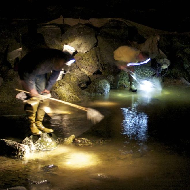Scanning the bottom under headlamps, the dip netters watch closely. In the darkness, it's mesmerizing to watch the elver netters