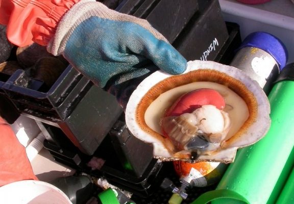 A freshly shucked sea scallop with roe. Photo by D. Morse/Maine Sea Grant.