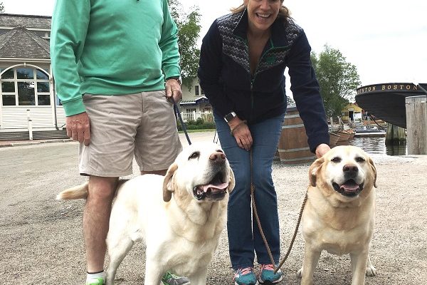 Yellow Labs