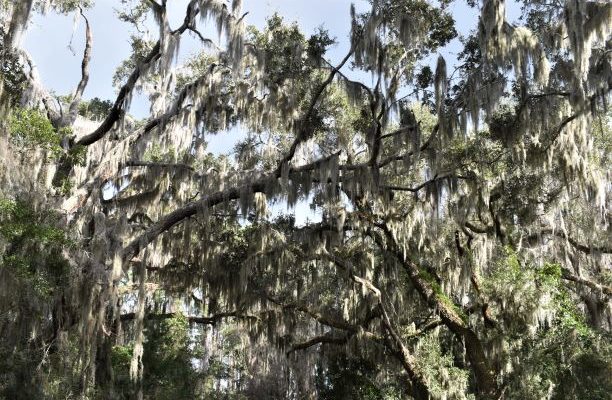 St. Simons Island.