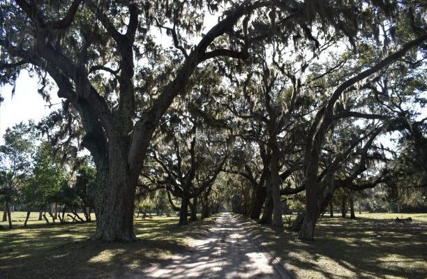 Cumberland Island.