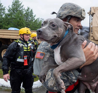 A U.S. Army Soldier rescues a dog during Hurricane Florence response operations. (Photo Credit: U.S. Army photo )
