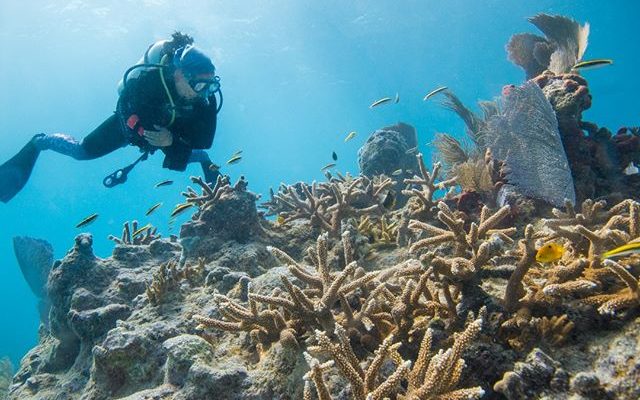 Celebrate a day dedicated to promoting awareness and preserving our coral reefs.