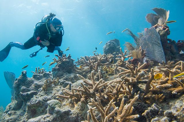 Celebrate a day dedicated to promoting awareness and preserving our coral reefs.