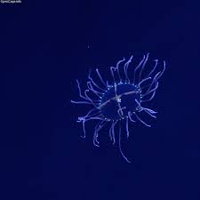 Tiny clinging Jellyfish can potentially cause paralysis.
