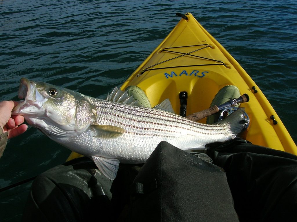 Striped Bass kayak fishing