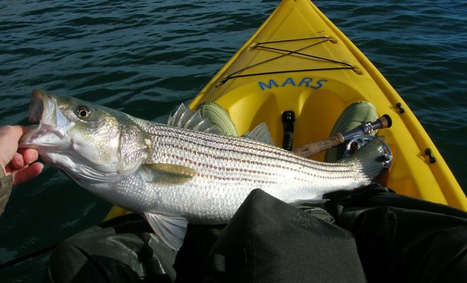 Striped Bass kayak fishing
