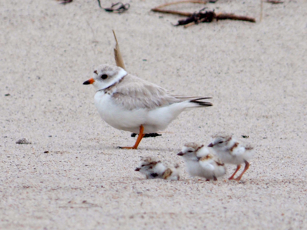 Piping Plover Chicks