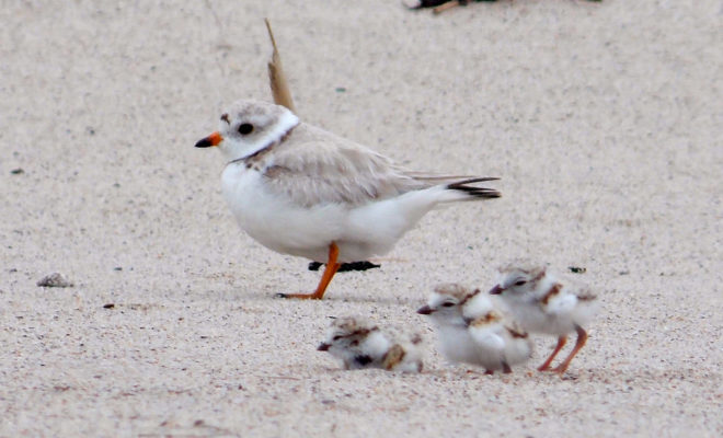 Piping Plover Chicks