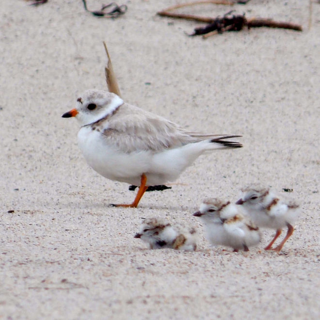 Piping Plover Chicks