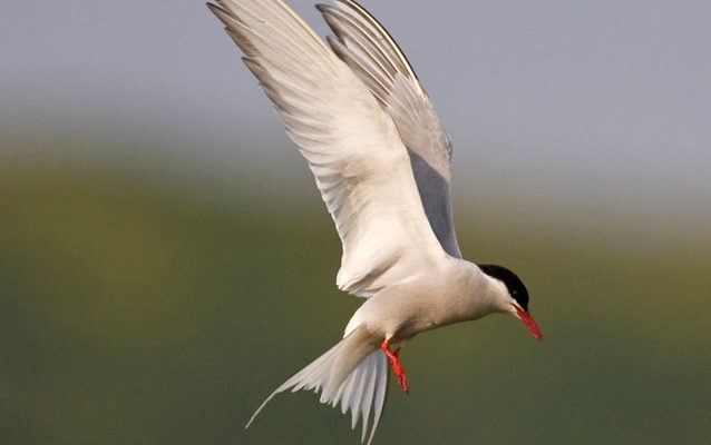 Artic terns are the world's longest migrants.