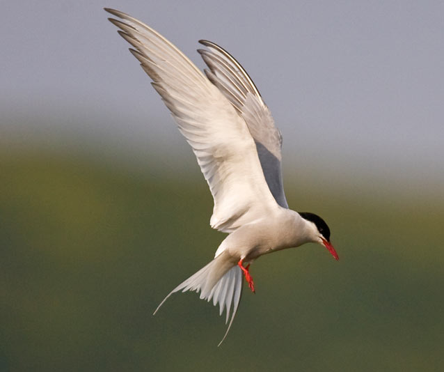 Artic terns are the world's longest migrants.