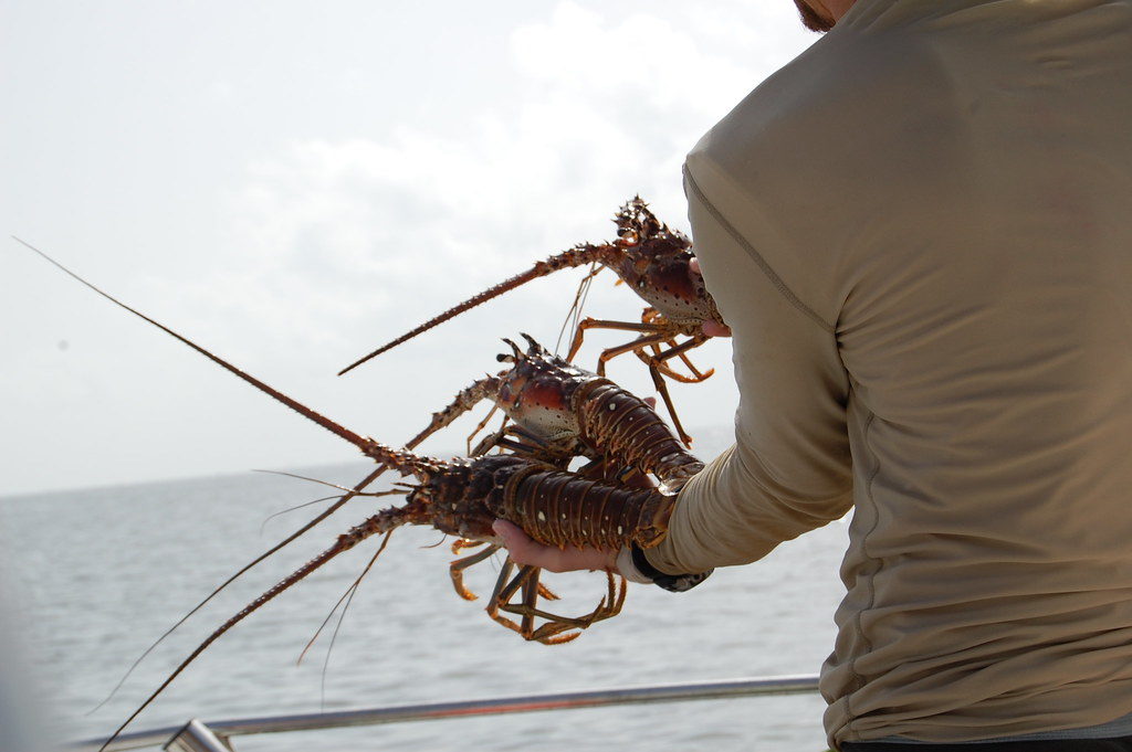 Caribbean spiny lobster, Panulirus argus