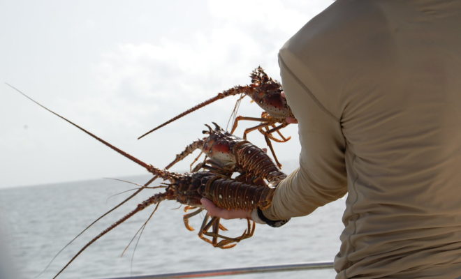 Caribbean spiny lobster, Panulirus argus